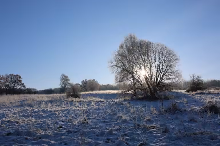 Winterliche Landschaft mit Bäumen und Sonne.